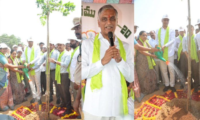 Harish rao sapling plant