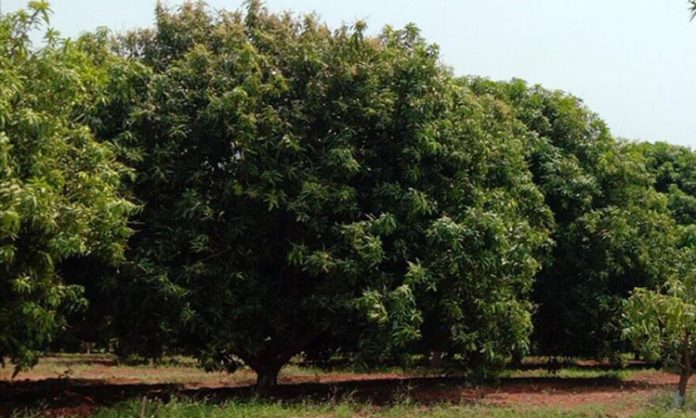 Penubaka khammam