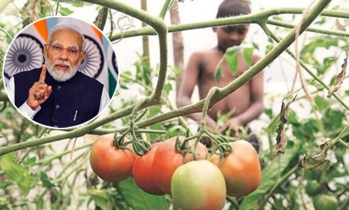 Tomato Price Rise in India
