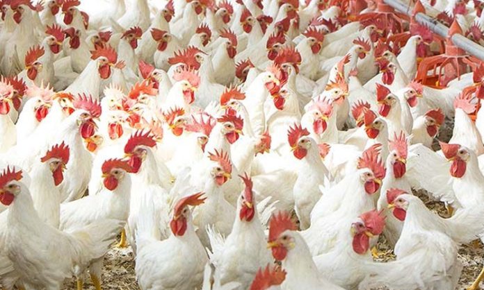 Chicken Prices hiked in Telangana