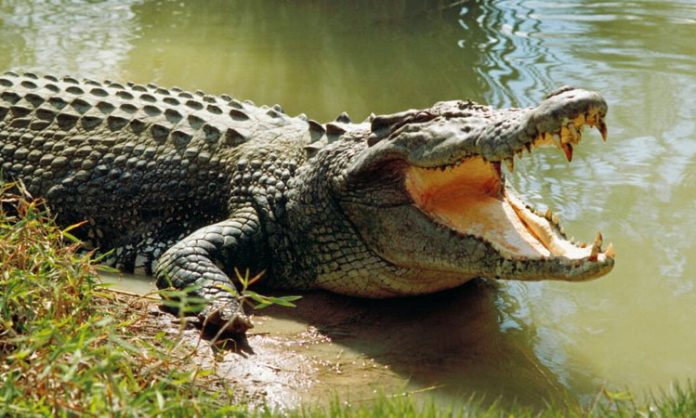 Crocodile attack on Farmer