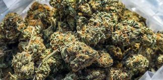 270 Kg Ganja Seized in Hyderabad