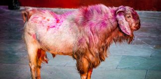 Animal sacrifice videos