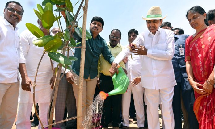 KCR plants sapling in Kokapet