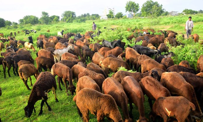 Phase II Sheep distribution to begin from June 9
