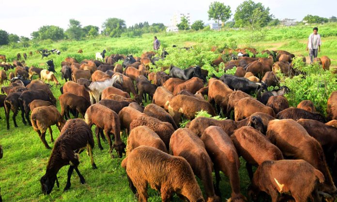 Phase II Sheep distribution to begin from June 9