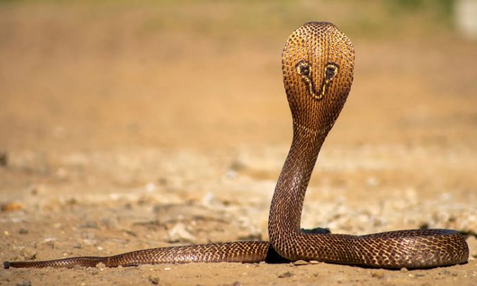 Man wearing king cobra