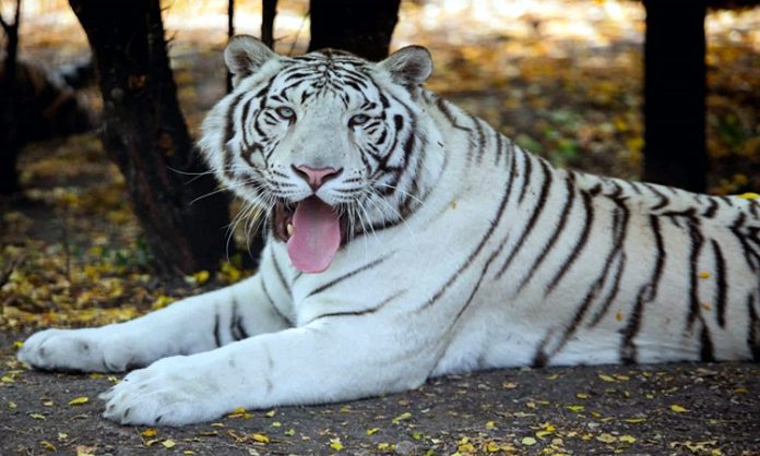 White Tigress blessed 3 cubs in Maitri Bagh Zoo