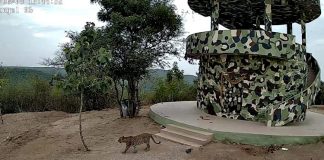 Leopard appear at KCR Urban Park in Mahabubnagar