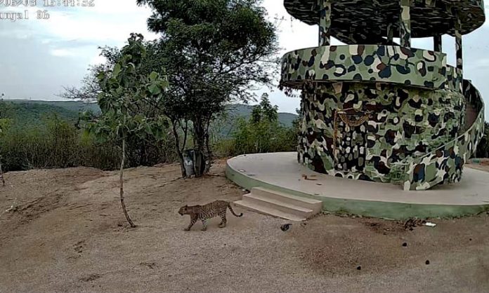 Leopard appear at KCR Urban Park in Mahabubnagar