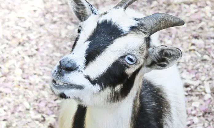 Goat eye ball stuck in throat