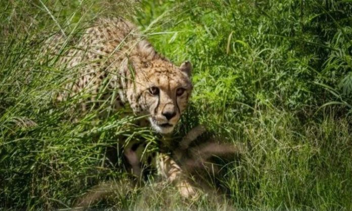 Interesting facts about the death of Cheetah Tejas