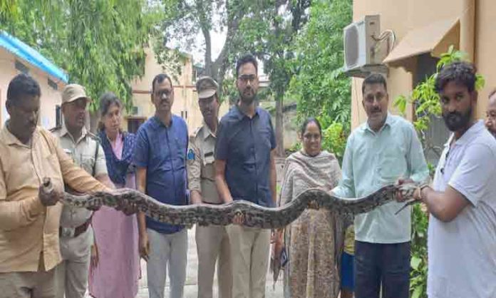 Big Python caught in Khammam