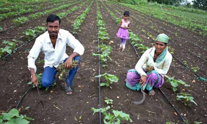 Sedriya cultivation should be encouraged