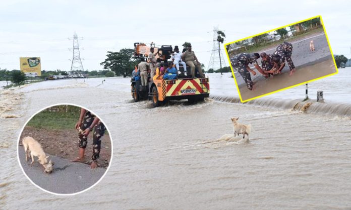 Police rescue puppies stranded in floods in Vijayawada