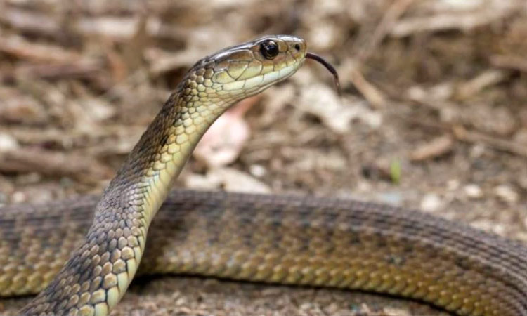 Three students died of snakebite in Odisha
