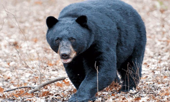 Bear Attack on Farmer in Karimnagar