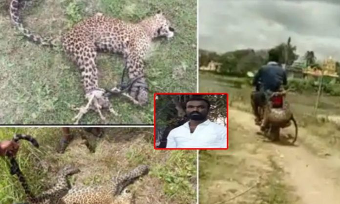 Farmer rescues injured Leopard