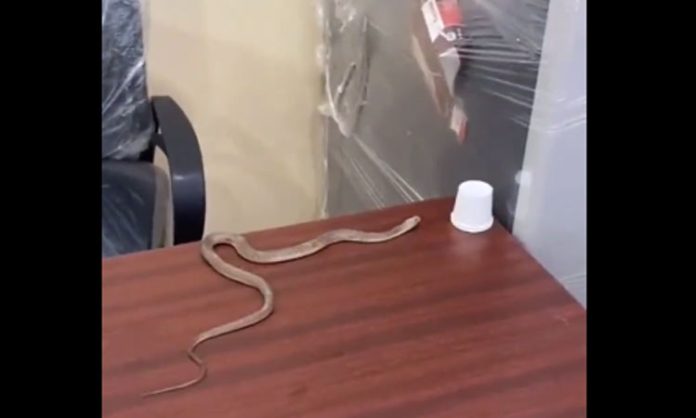 young man brought snake to GHMC office in Alwal