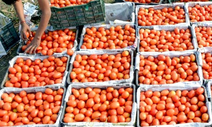 Rs 2.7lakh Tomatoes stolen in Karnataka