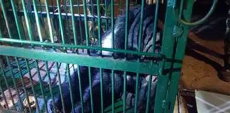 Bear Trapped in a Cage at Srisailam