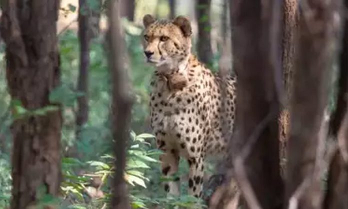 Cheetah Tbilisi found dead in Kuno National Park