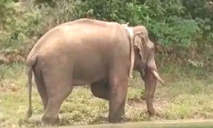 Elephant Killed Farmer Couple in Chittoor
