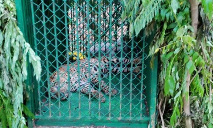 Leopard caught in cage