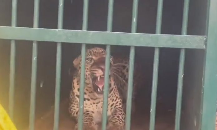 Tirumala leopard caught