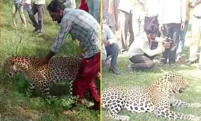 Sick Leopard Wanders Into Madhya Pradesh Village