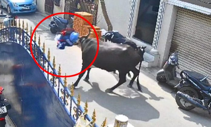 Two Cows Attack Schoolgirl in Chennai