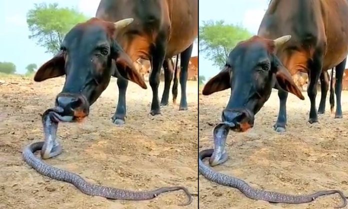 Cow love with snake