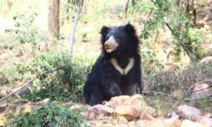 Bear found in Tirumala