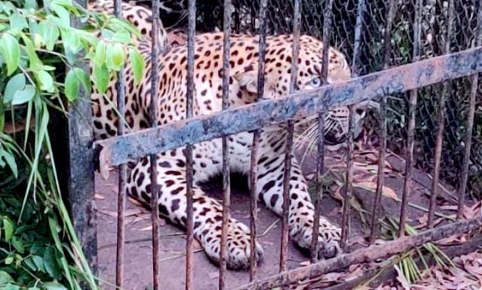 Leopard caught by Forest Officials in Tirumala