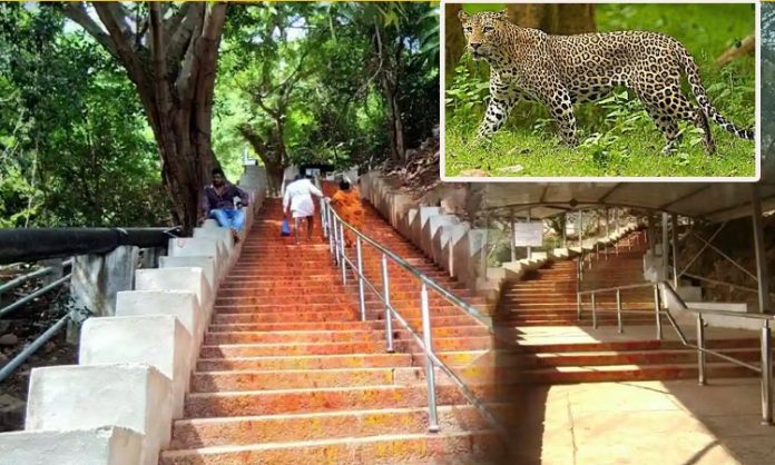 Cheetah migration in Tirumala