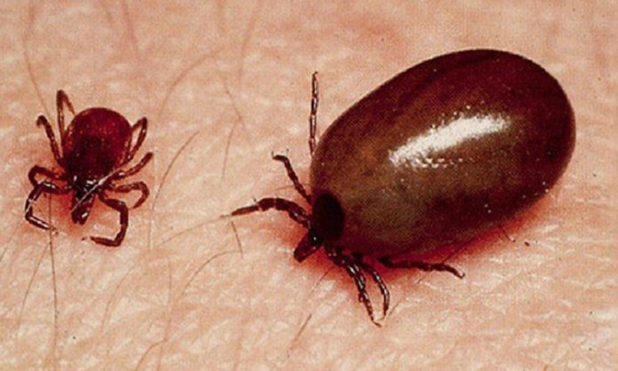 11 new Scrub typhus cases registered in Odisha