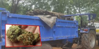 5 quintals of ganja seized in Mancherial
