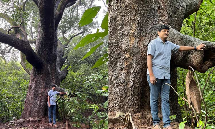 150 year old mango tree