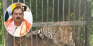 Tirumala leopard caught