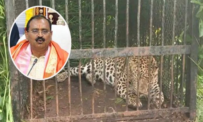 Tirumala leopard caught