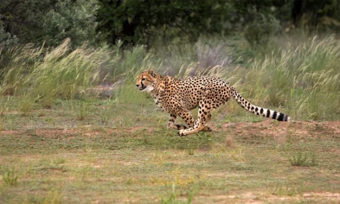 Cheetah roaming in Bhikya Thanda