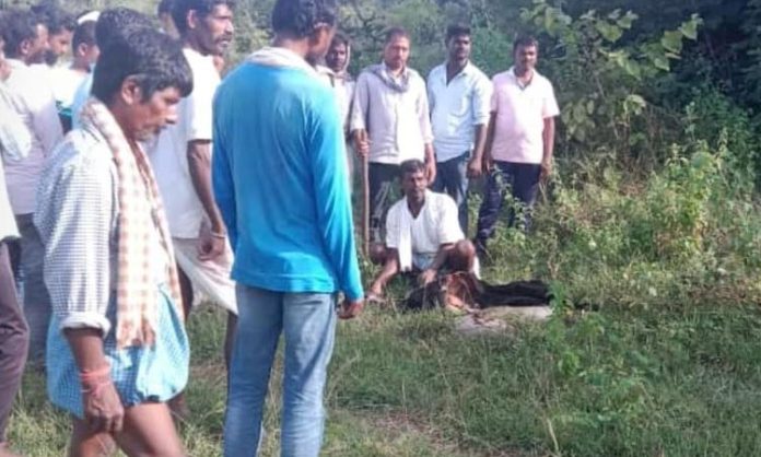 Goat killed in leopard attack in Medak