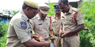 Police Arrest Man Cultivating Ganja Plants in Sircilla