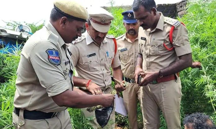 Police Arrest Man Cultivating Ganja Plants in Sircilla