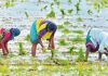 Wealth yielding Rice