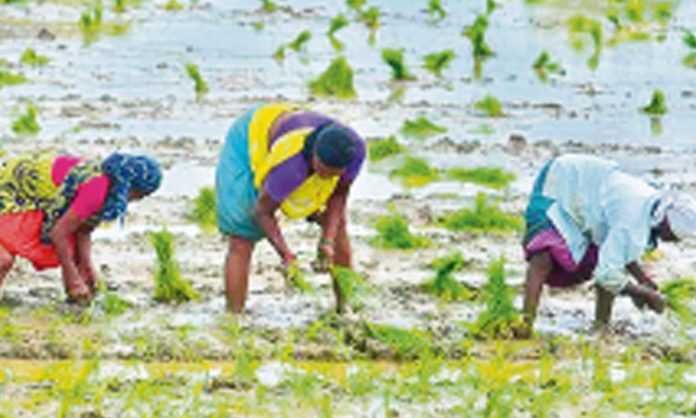 Wealth yielding Rice