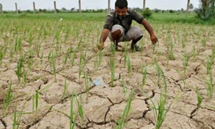 crops-failed-in-the-state-due-to-lack-of-rain