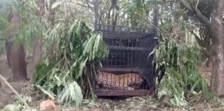 Leopard Trapped in Bone near Alipiri Steps in Tirumala