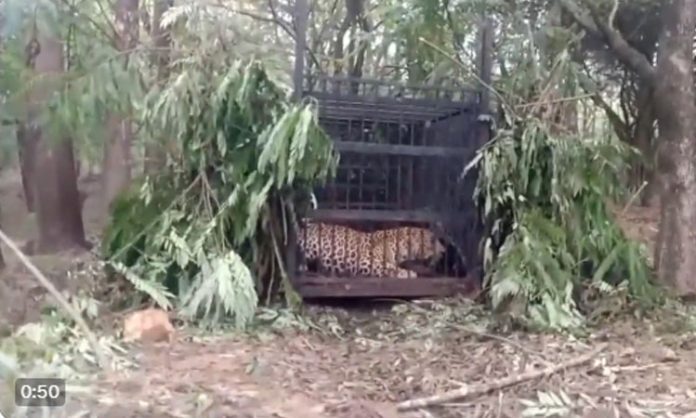 Leopard Trapped in Bone near Alipiri Steps in Tirumala