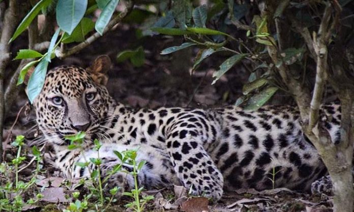 Leopard in Kadapa YSR